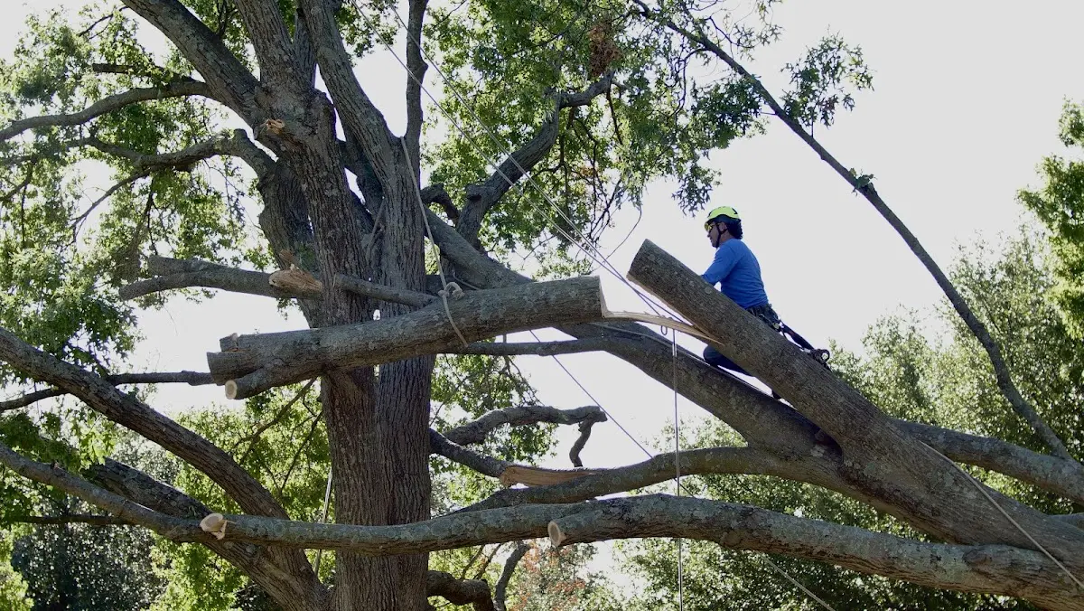 Professional Crown Thinning performed by certified arborists in Blowing Rock